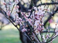 Plum Tree Blossom at Hamarikyu Gardens in Tokyo, Japan Royalty Free Stock Photo